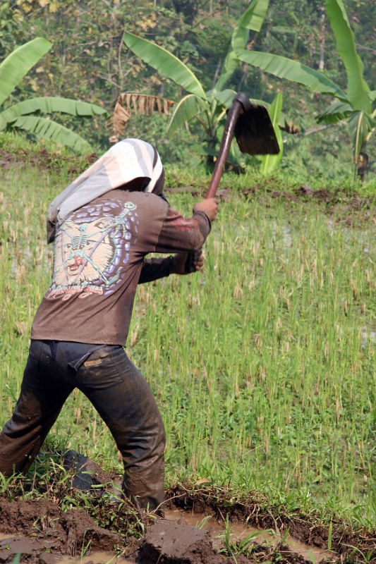 cultivating the rice paddies, Java Indonesia 2.jpg - Indonesia Java cultivating the rice paddies